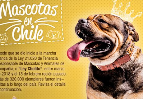 Las mascotas inscritas en Chile (Ley Cholito)